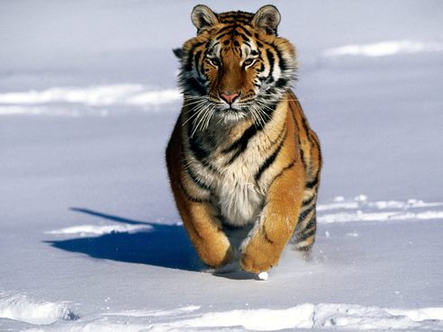 siberian tigers diet